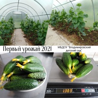 Первый тепличный урожай 2021 г. 